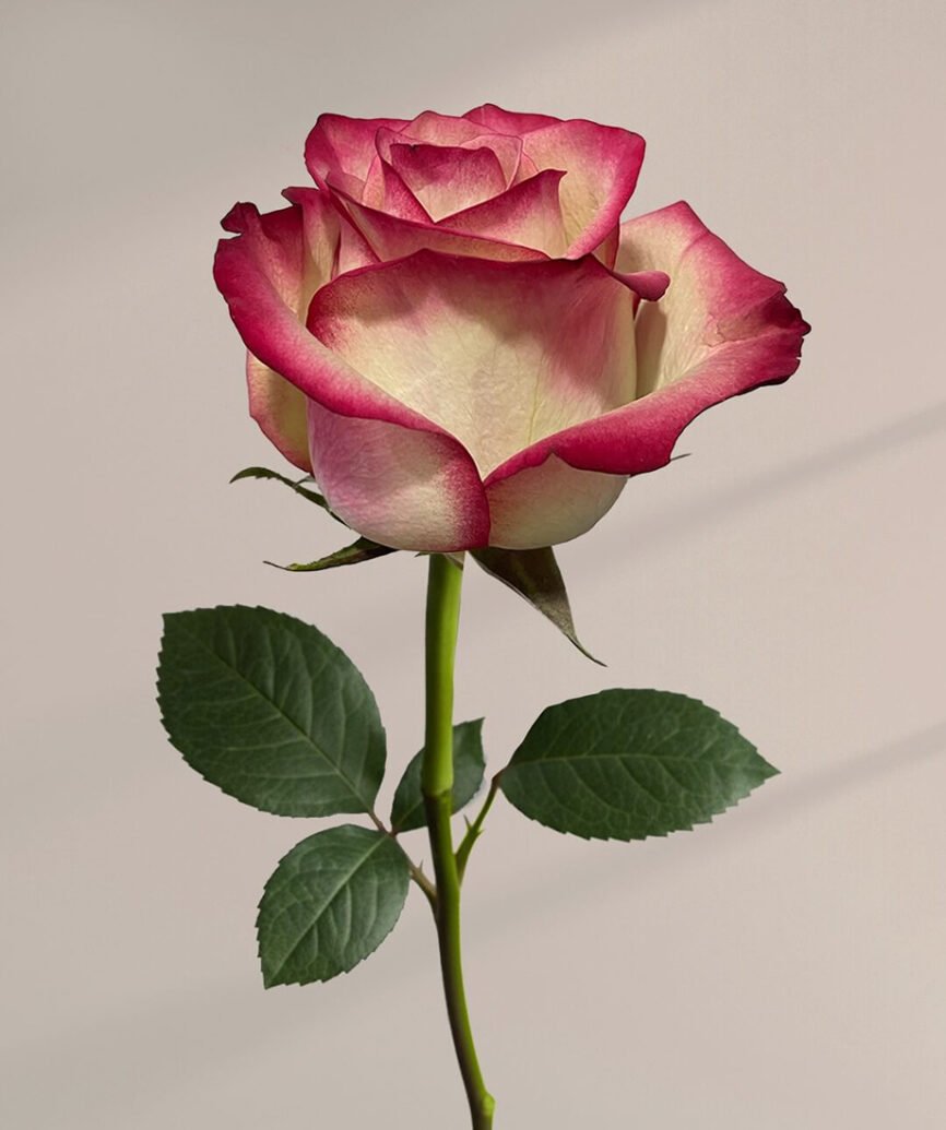 Paloma